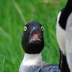 Tumblr inline muaai6kzls1qha64i