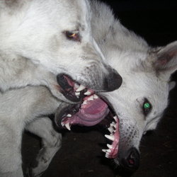 Tumblr o35mg65tc51v7390eo1 1280