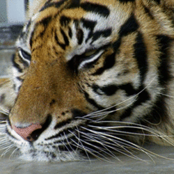 Tumblr ma8ybfgh4h1r4zr2vo1 r1 500