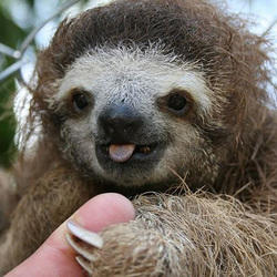 Sloth5