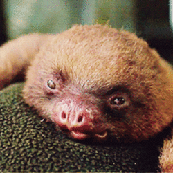 Sloth