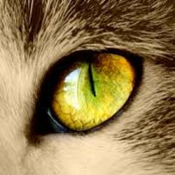 Cateyeyellow