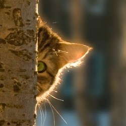 Cat hiding around corner