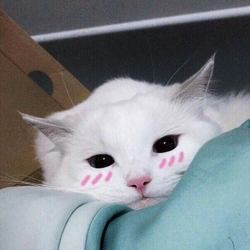 Tumblr ol5xl3oayt1vkgjmeo1 500