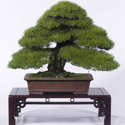 Pine avatar pic  (uncropped)