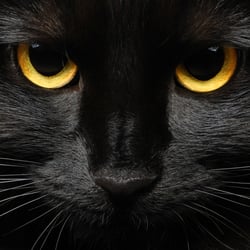 Black cat face