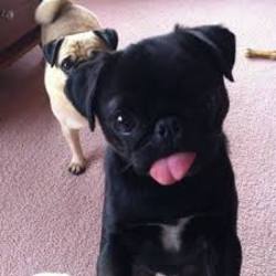 Pugsnotdrugs