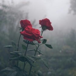 7c67bcd07d93c0148b5cb1e8c9813841