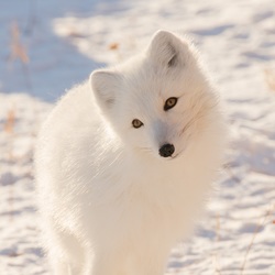 Arctic fox cute