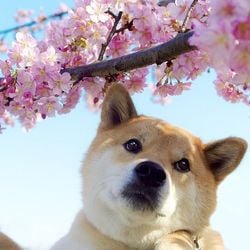 Bfbddb3f4810e2bc608ff2c86e64817c  japan sakura japanese culture