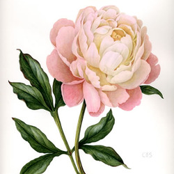 Peony pale pink
