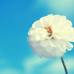 Images %281%29