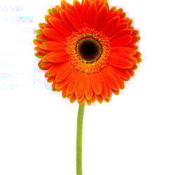 54eb9e61c067c   gerbera daisy orange xl