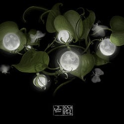 Moonflowers