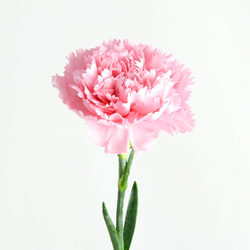 Carnation pink single melbourne flower delivery 965x1276