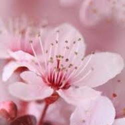 Images %281%29