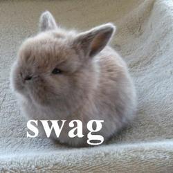 Swag bunny