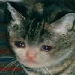 Tumblr om8suopkhb1uovx5no1 500