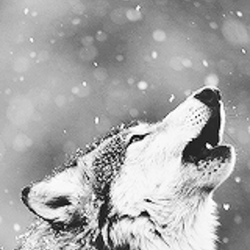 Tumblr mflpxgniif1redapdo5 250