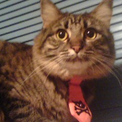 Halloween takeera by natashow d2yy2dg