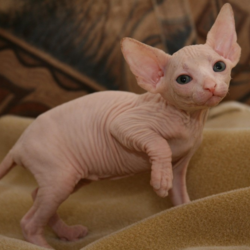 Albino girl holding sphynx kitties
