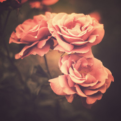 Tumblr mx95eklego1r0i07vo1 500