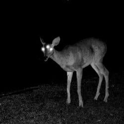 04a454b0cb44d815ba48a1050c216d87