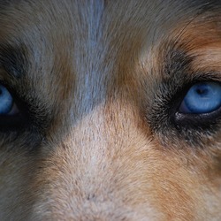 Eyes 712125 960 720