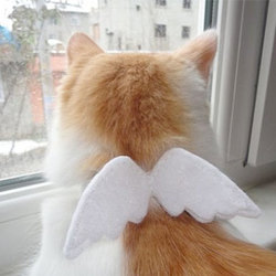 2 angel cat collar