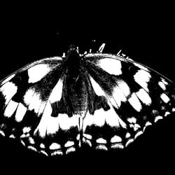 Krzysztof niewolny czuivvaswyq unsplash 2