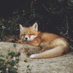 Syrox aesthetic 5 sleeping fox