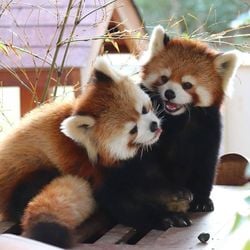 85232245 607413036505047 16909423683305472 o