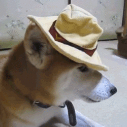 Ive fallen in love...wit this dog