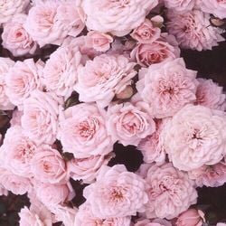 3cdca46c8199800bb2e80040f43b5589