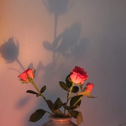 Rose 2