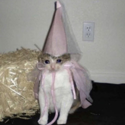 Sad cat pink fairy  hat