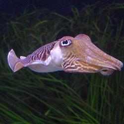 800px cuttlefish   oceana%cc%81rio de lisboa