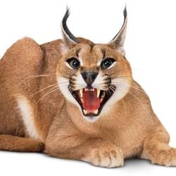 6d46dcb01607866994d29f49c8960ccf