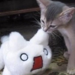 351d263114b3d370892d8471b7e7fab8