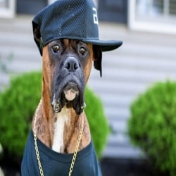 Hip hop dog 1