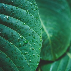 Rain water green leaf macro