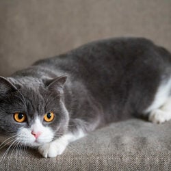 Blog vetstories seconda puntata consigli 768x512