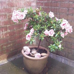 Vakantie 2008 hardenberg 029