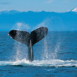 Humpback whale