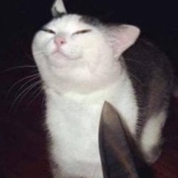 Smug knife cat